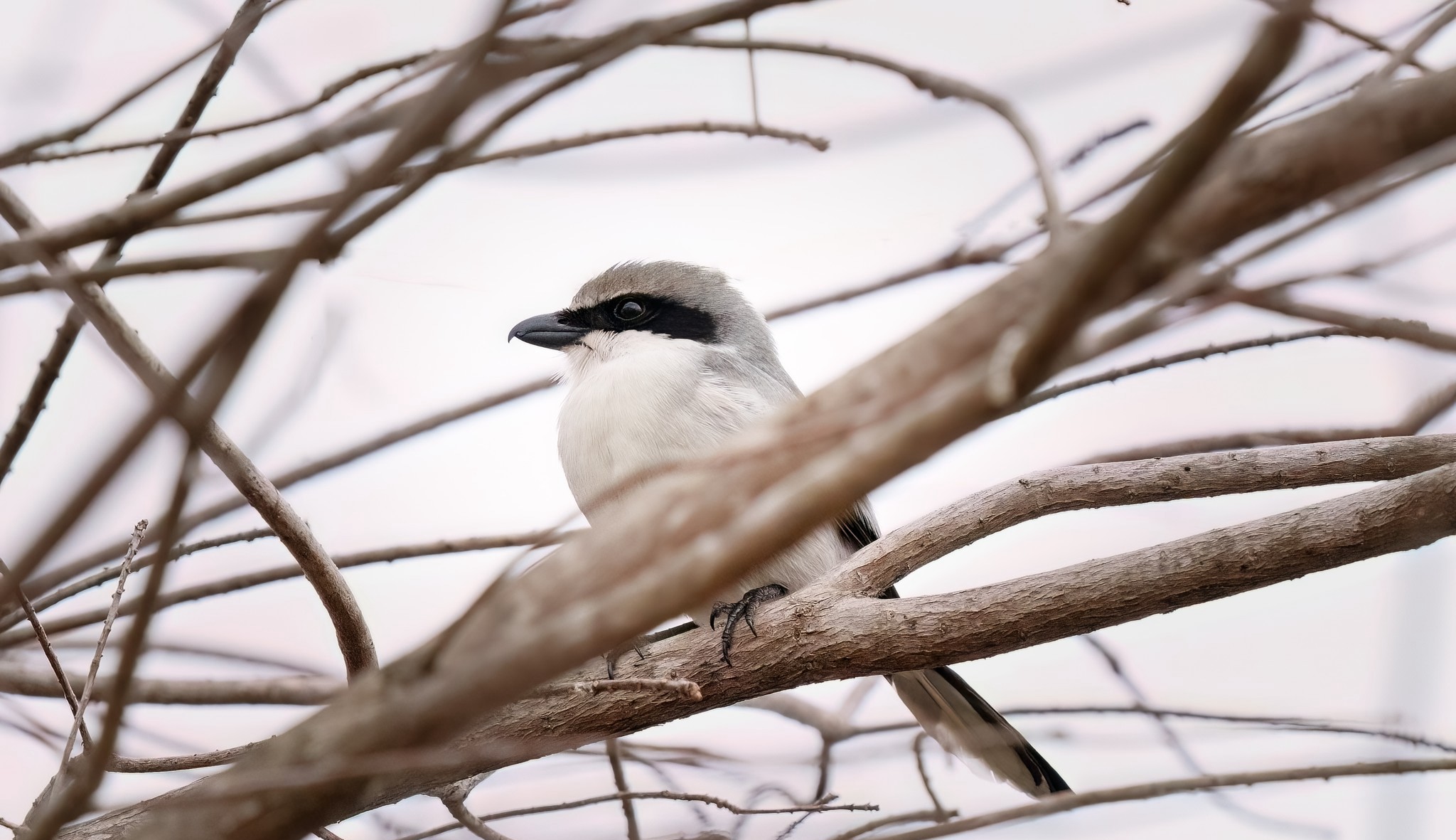 Loggerhead shrike perched on a branch